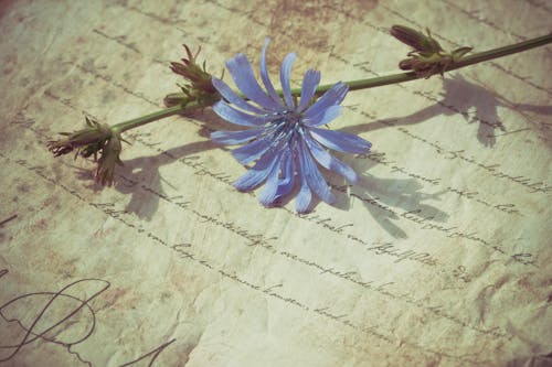 Free Blue-petaled Flower Stock Photo