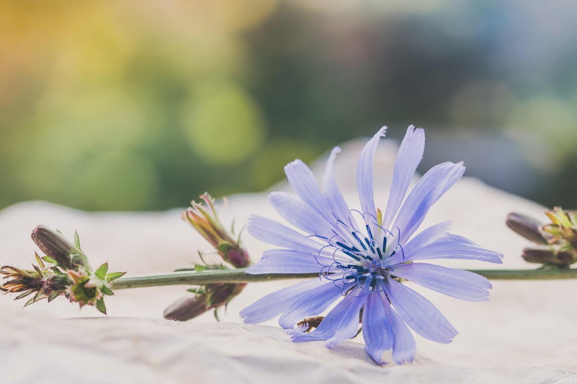 Selective Focus Photography of Blue Petaled Flower