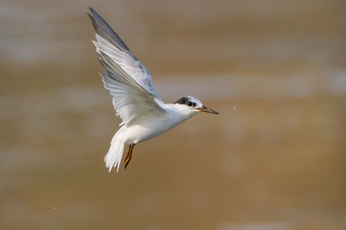 Free An elegant bird in flight captured over the waters of Quy Nhơn, Vietnam. Stock Photo