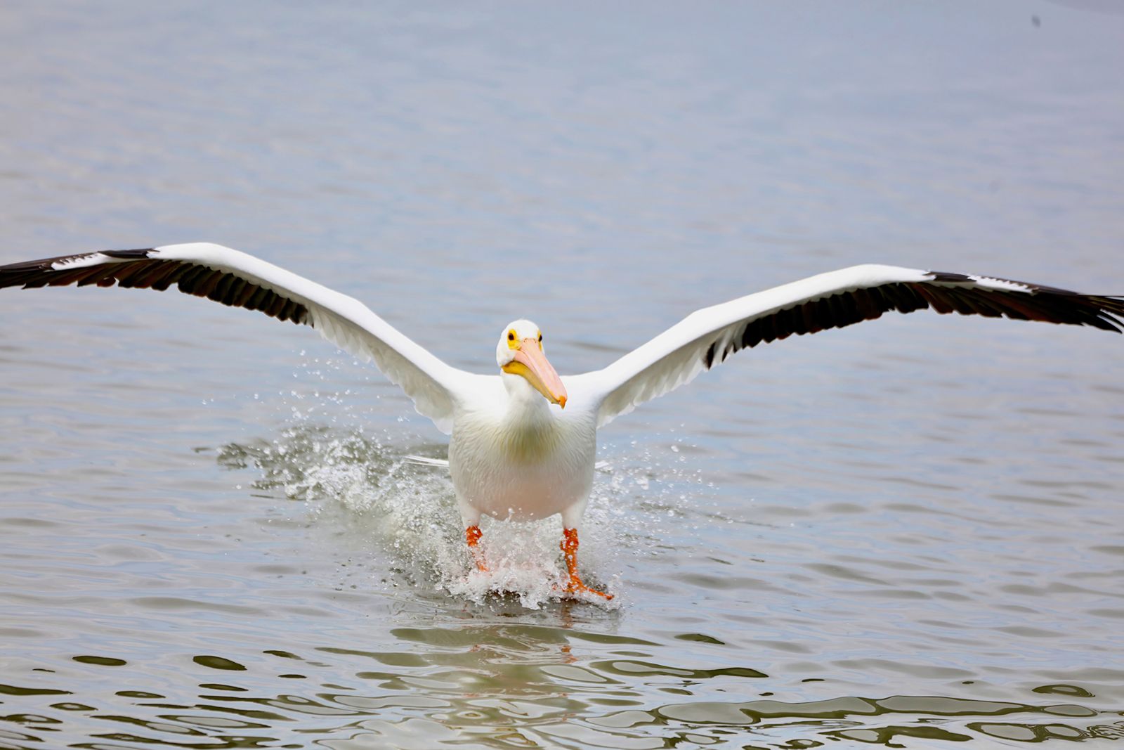 A pelican skimming low over the water near the Outer Banks
