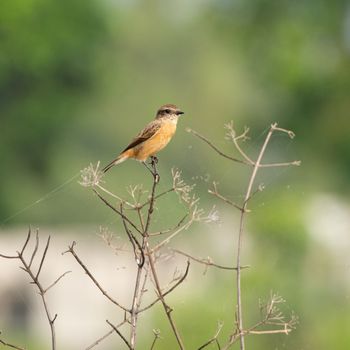 Qui craint de souffrir, il souffre déjà de ce qu’il craint