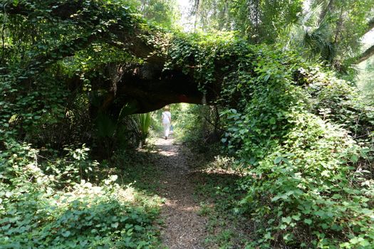 A lush green trail passing under a fallen tree in Ocala, Florida, creating a natural archway.