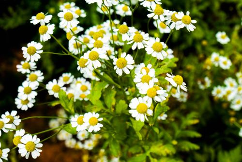 Free Beautiful Shasta daisy wildflowers in full bloom with vibrant green leaves. Stock Photo