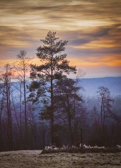 Free A tranquil forest with mist and sunset sky, evoking peace and nature's beauty. Stock Photo