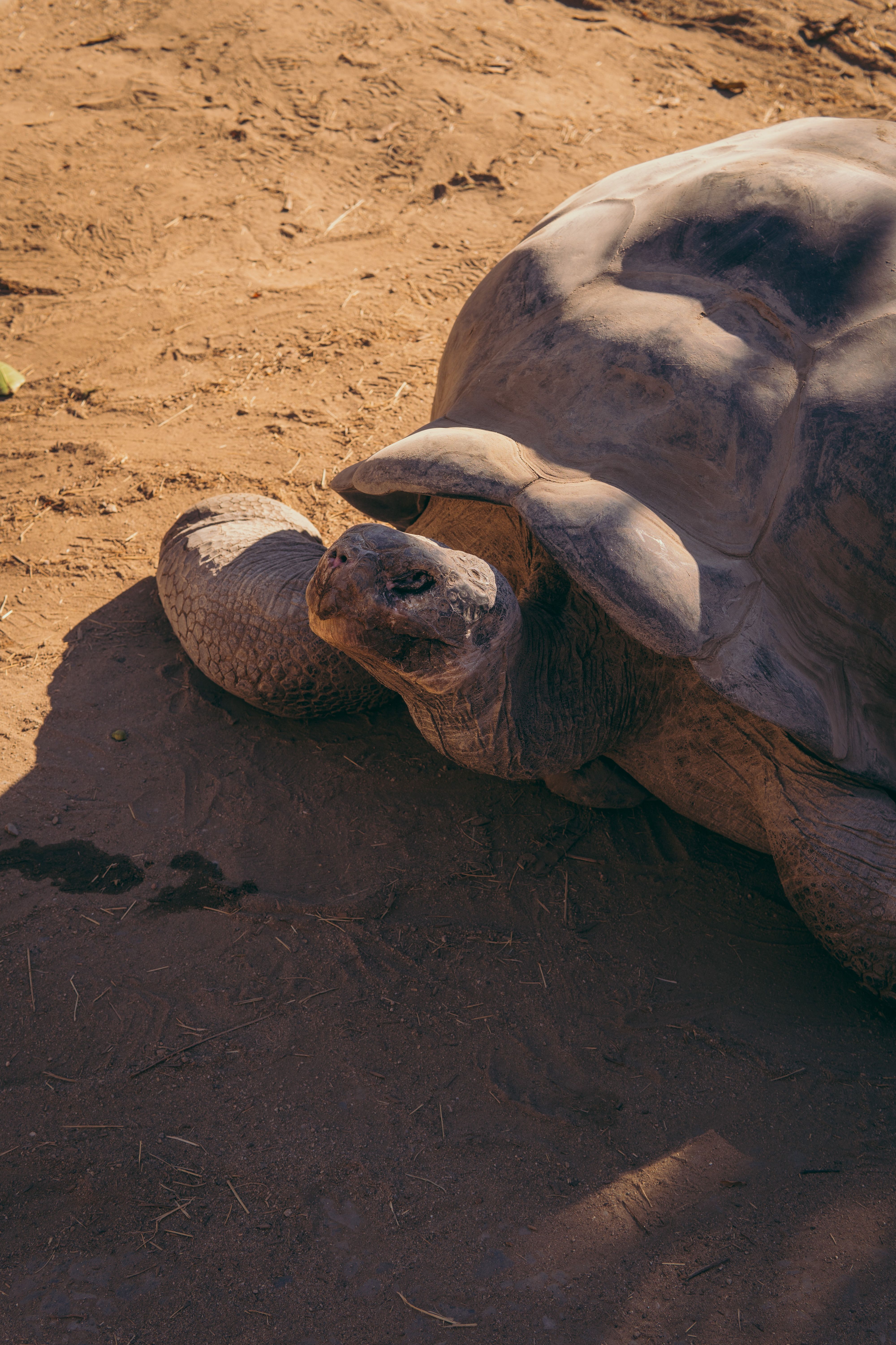 Giant tortoise relaxing at san diego zoo free stock photo