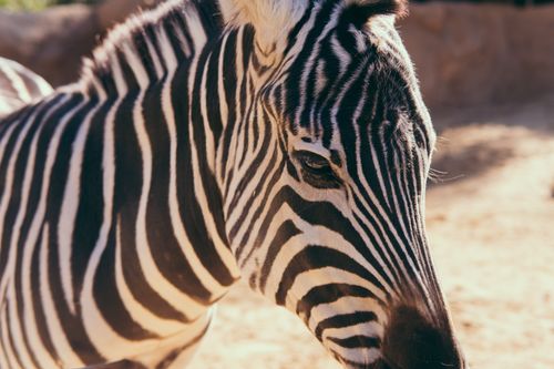 Free Detailed close-up of a zebra's face showing its distinctive black and white stripes at San Diego Zoo. Stock Photo