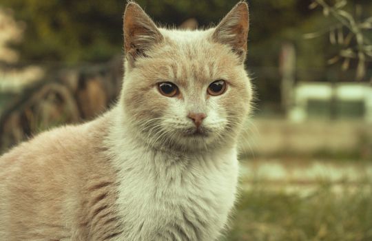 Capture of a serene beige cat relaxing outdoors. Perfect for feline lovers.
