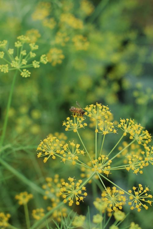 Free A close-up of a bee pollinating yellow dill flowers outdoors. Stock Photo