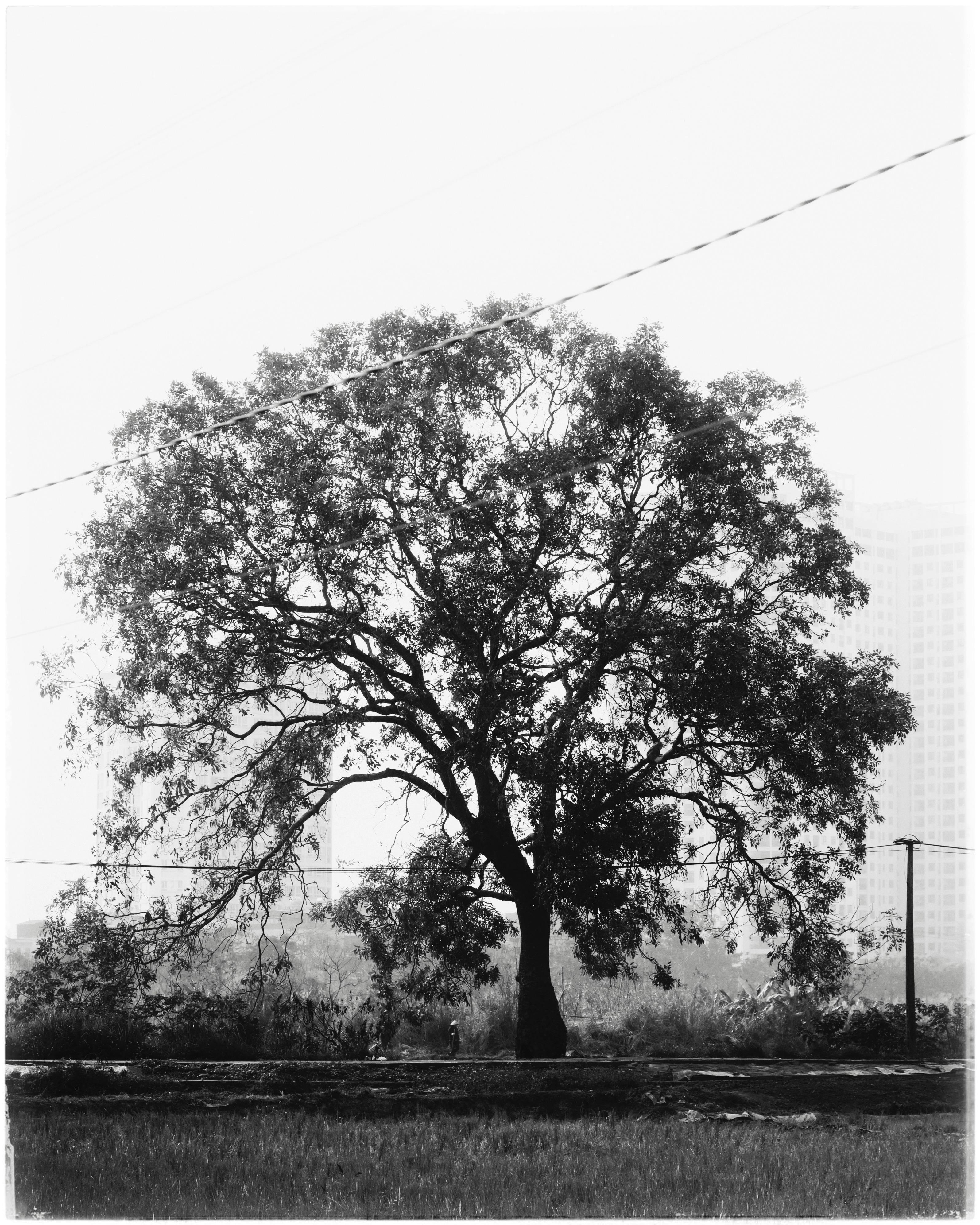 A striking black and white silhouette of a large oak tree in an urban setting.