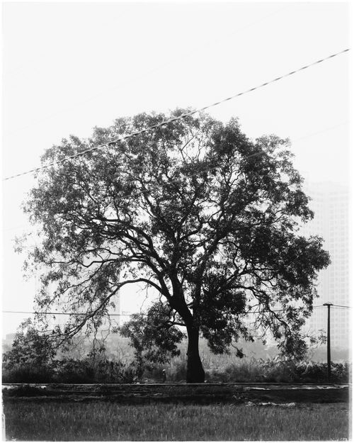 Free A striking black and white silhouette of a large oak tree in an urban setting. Stock Photo