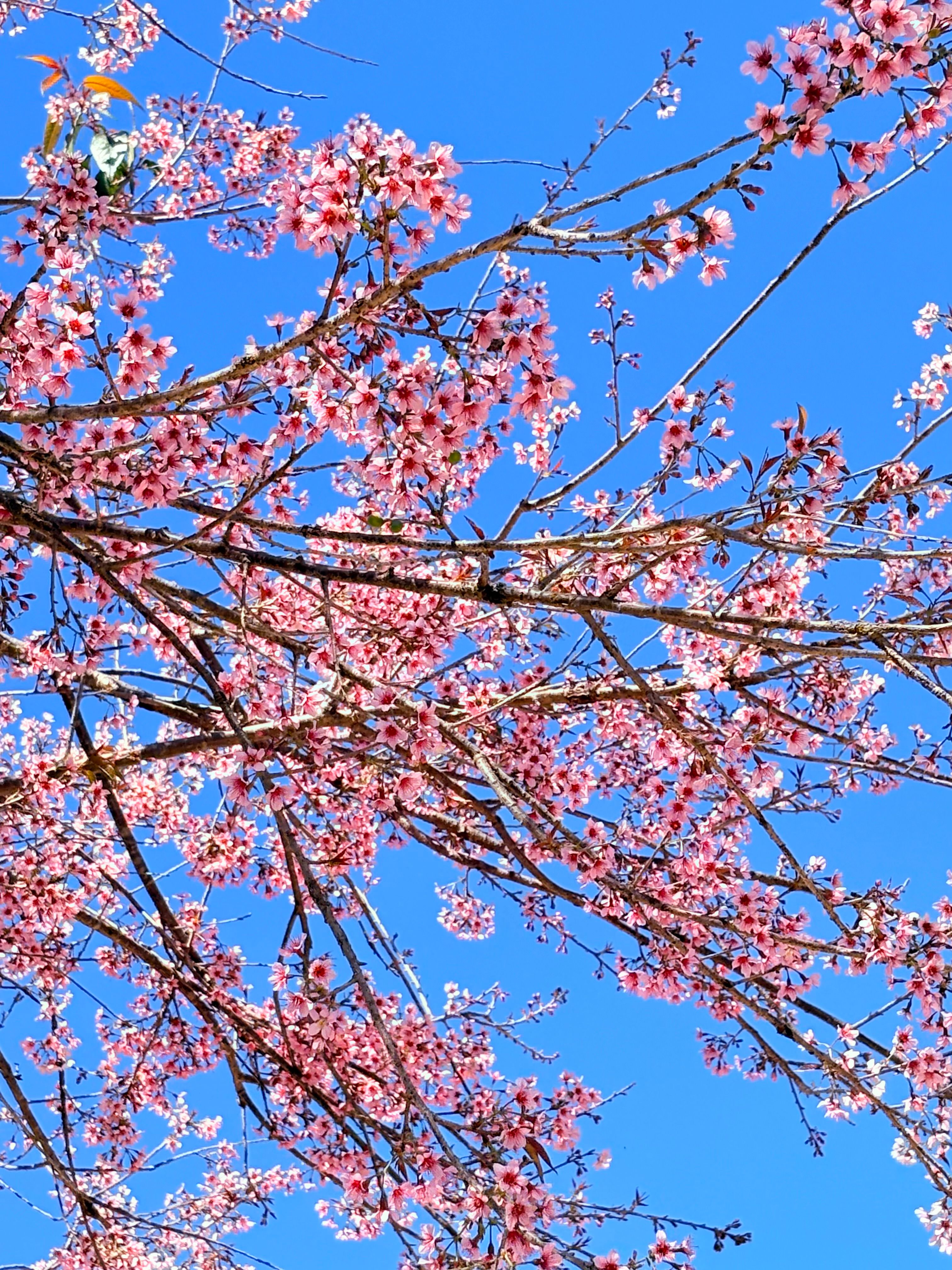 Cherry Blossoms Against a Clear Blue Sky · Free Stock Photo