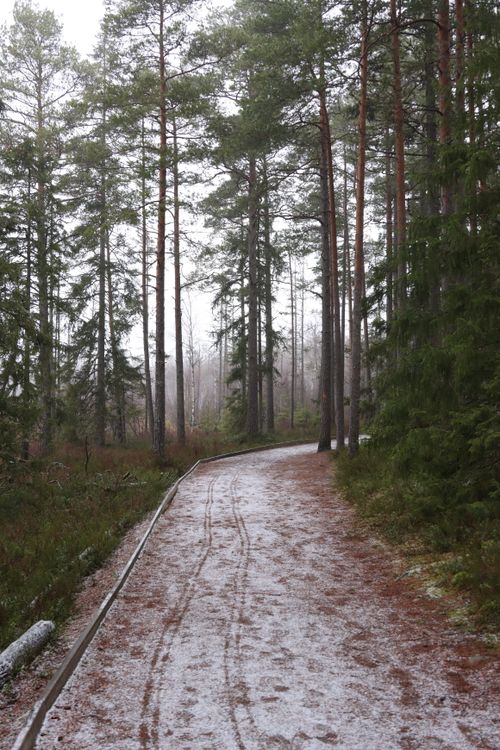 Free A serene winter pathway winds through a dense Swedish pine forest in Jönköping. Stock Photo