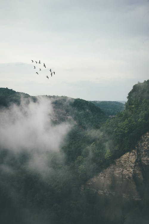 бесплатная Туман над зелеными горами Стоковое фото