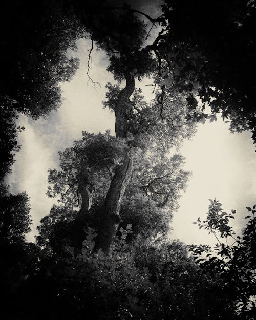 Foto d'estoc gratuïta de arbres, cel, surrealista