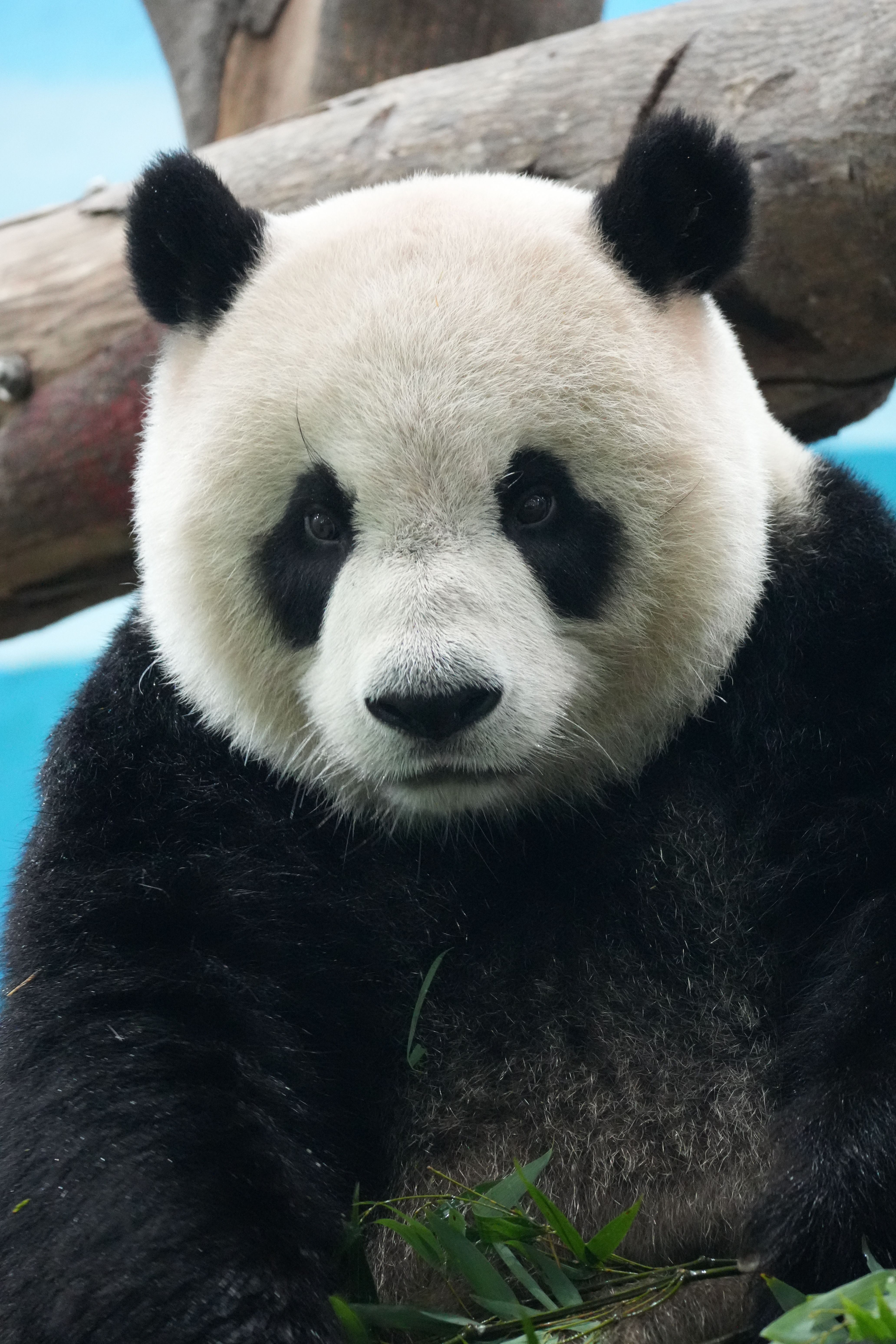 Adorable giant panda enjoying a bamboo snack in a natural setting.