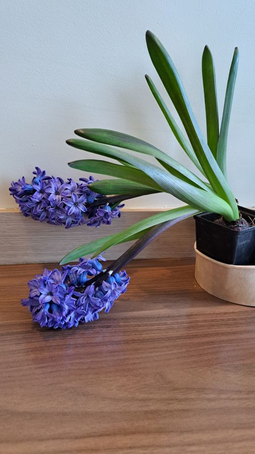 Free Lush purple hyacinth in a pot with natural light ambiance. Stock Photo