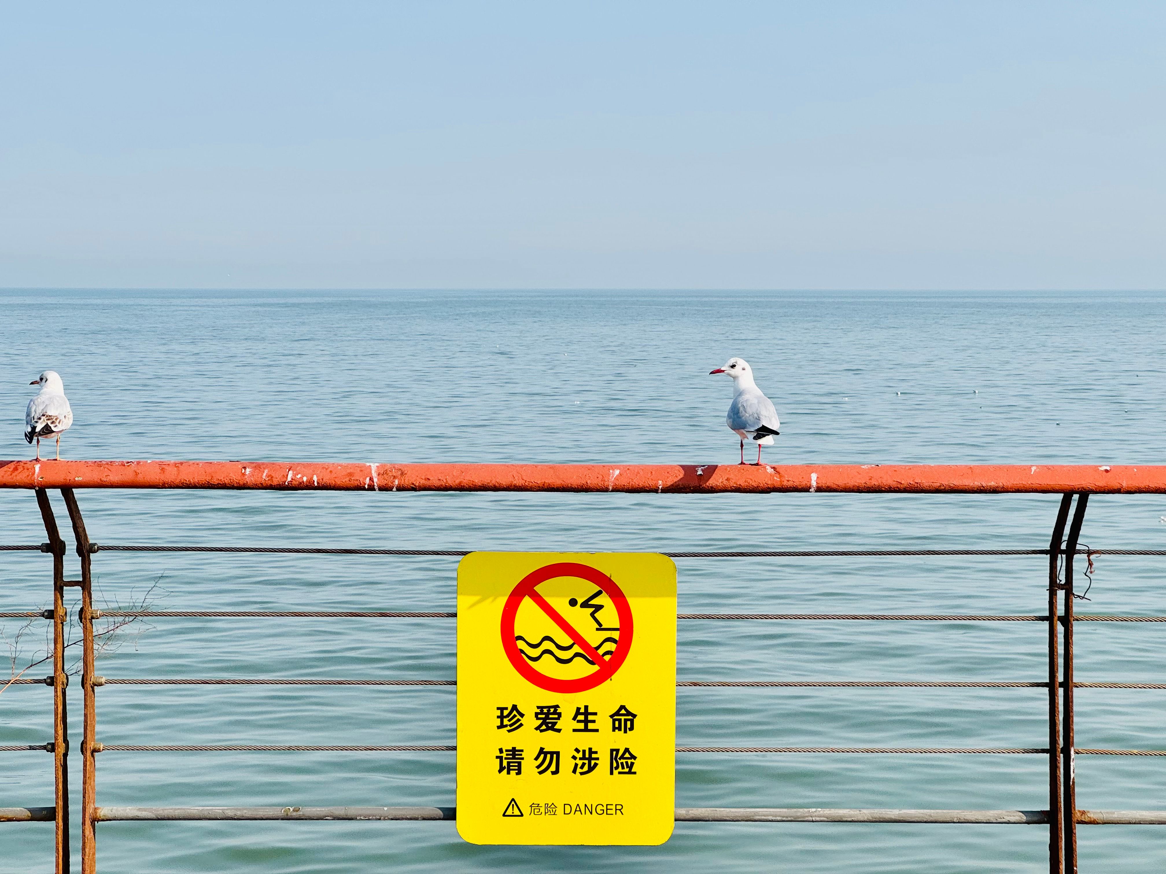 Seagulls perched on a pier with a swimming prohibition sign in a serene coastal setting.