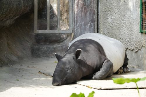 Free Baird's tapir sleeping peacefully on concrete surface at a Taiwan zoo. Stock Photo