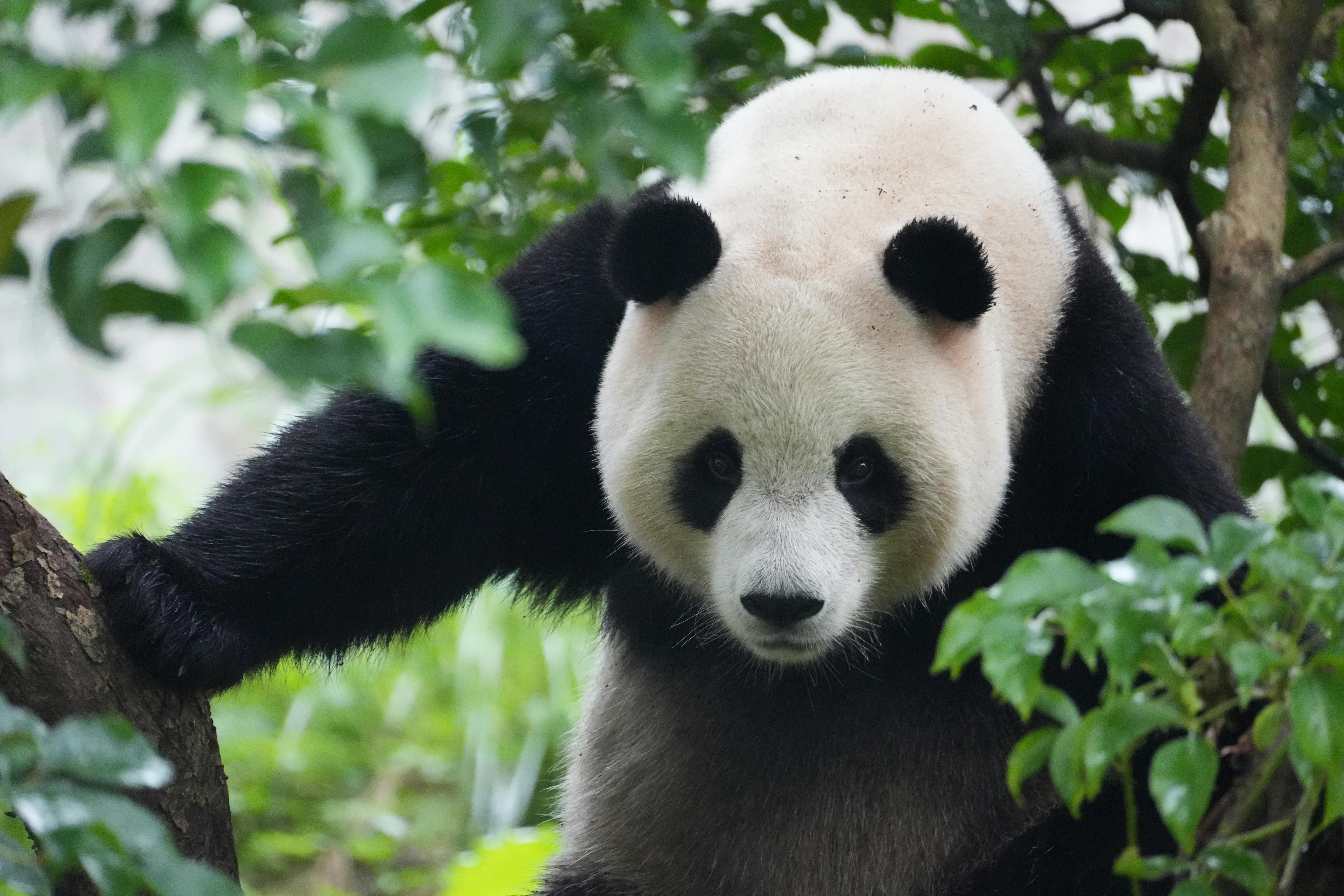 Giant Panda Climbing in Green Forest Habitat · Free Stock Photo