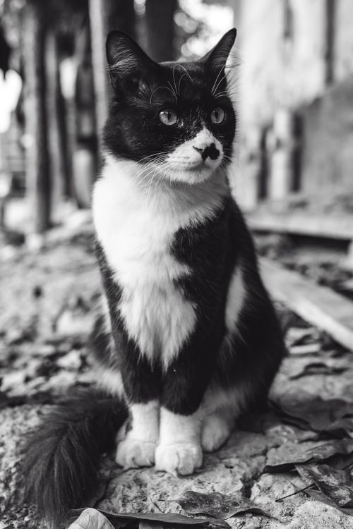 Free A black and white cat sits attentively outdoors, captured in Bangladesh. Stock Photo