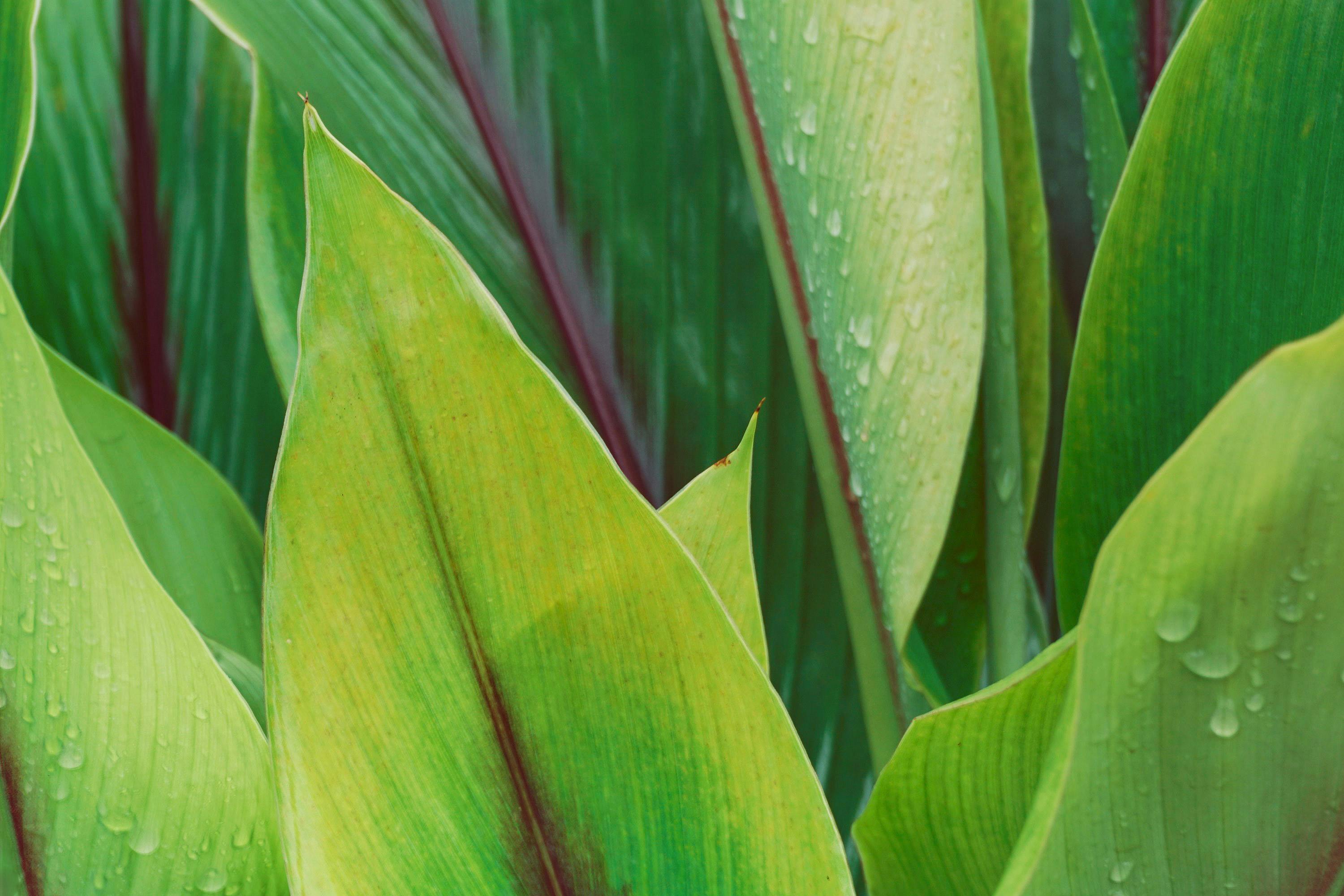 Dew-covered tropical green leaves in a lush natural setting.