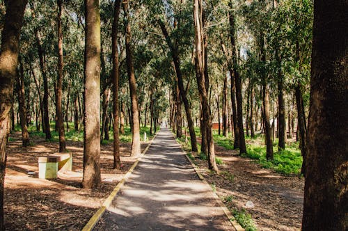 Un Camino Pavimentado Rodeado De árboles