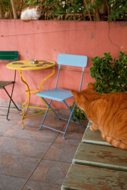 Free Cats of Greece Stock Photo