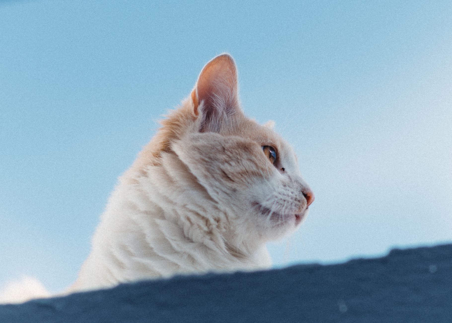 Portrait of a cat at a veterinary clinic