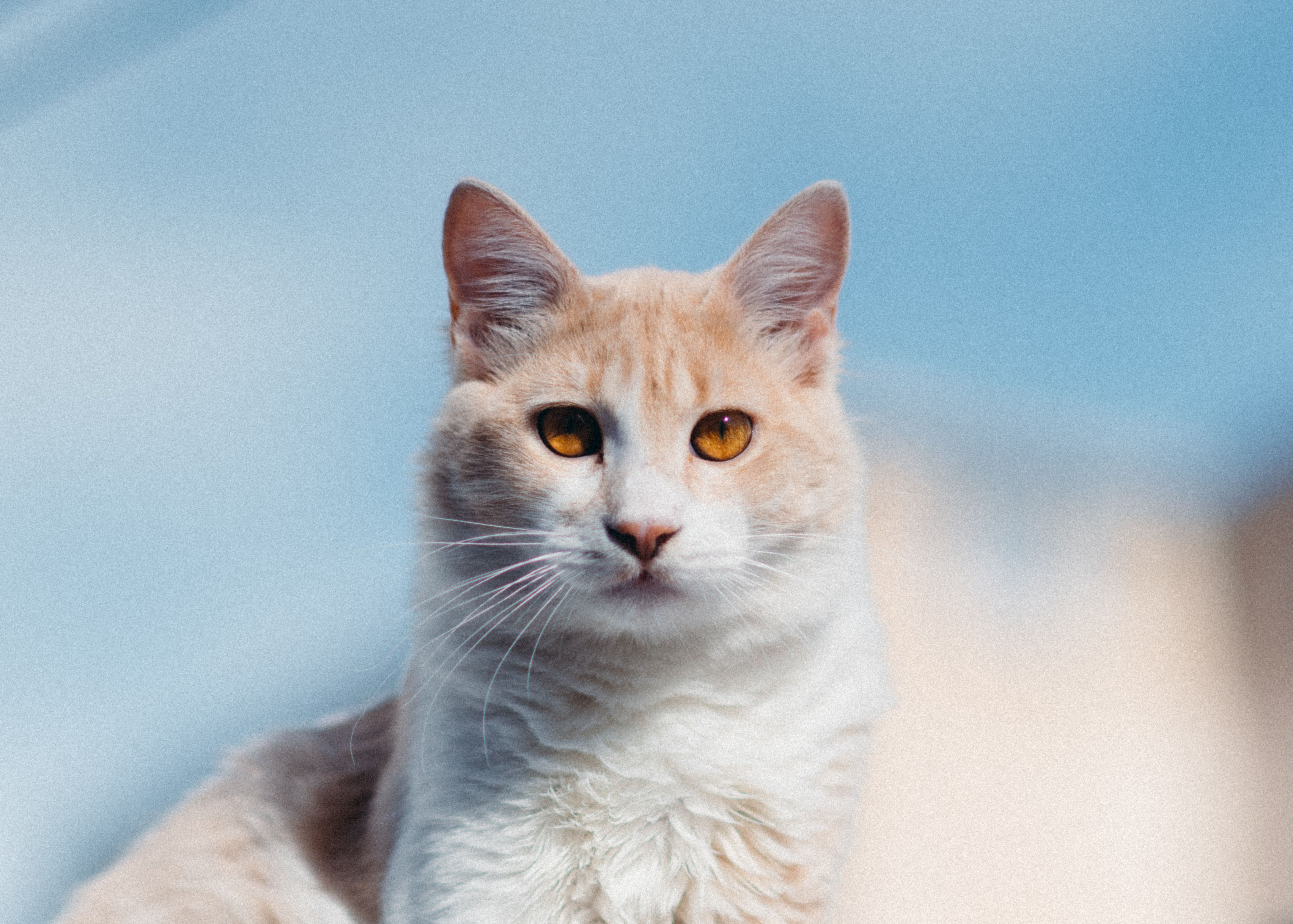 Portrait of a cat at a veterinary clinic
