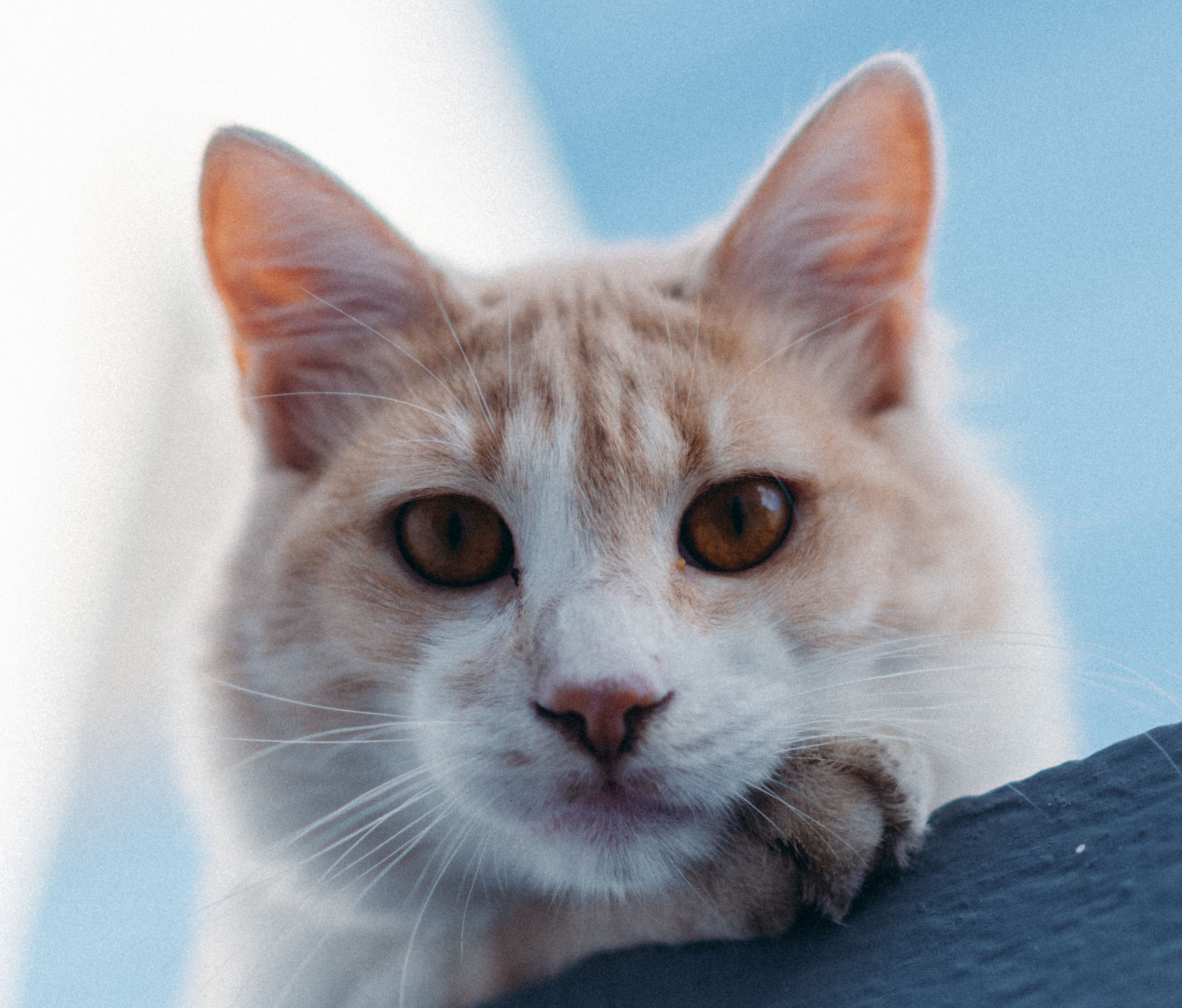 Veterinary care for a pet
