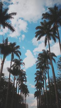 Dramatic low-angle view of palm trees against a vibrant blue sky with clouds.