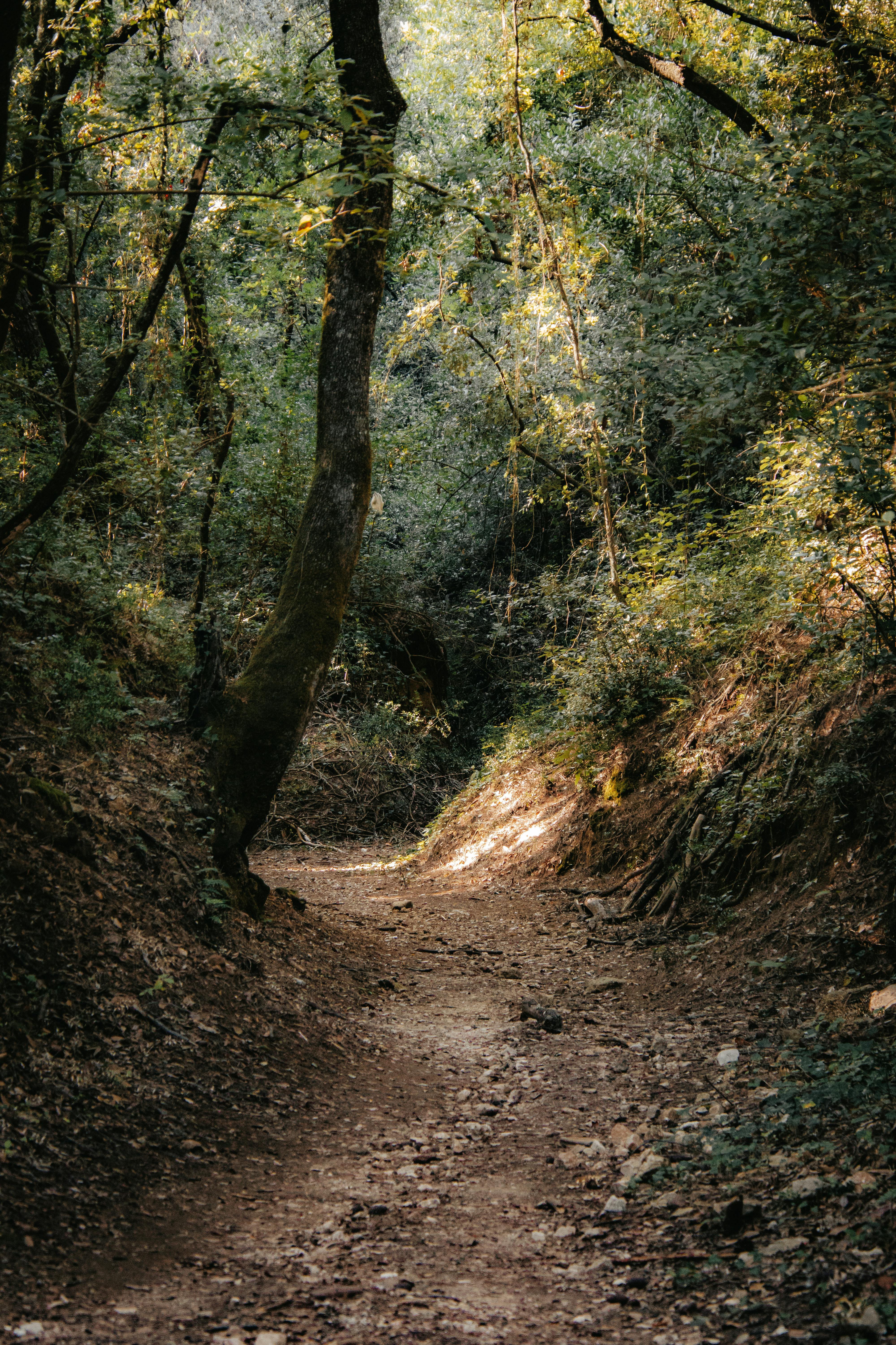 Serene forest trail on Lopud Island, Croatia, ideal for nature walks and exploration.