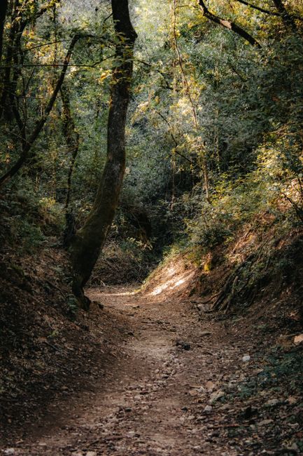Serene forest trail on Lopud Island, Croatia, ideal for nature walks and exploration.