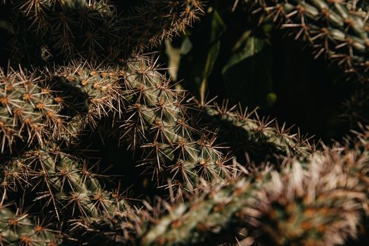 Detailed view of cactus with sharp spines on Lopud island, Croatia, captured in summer.
