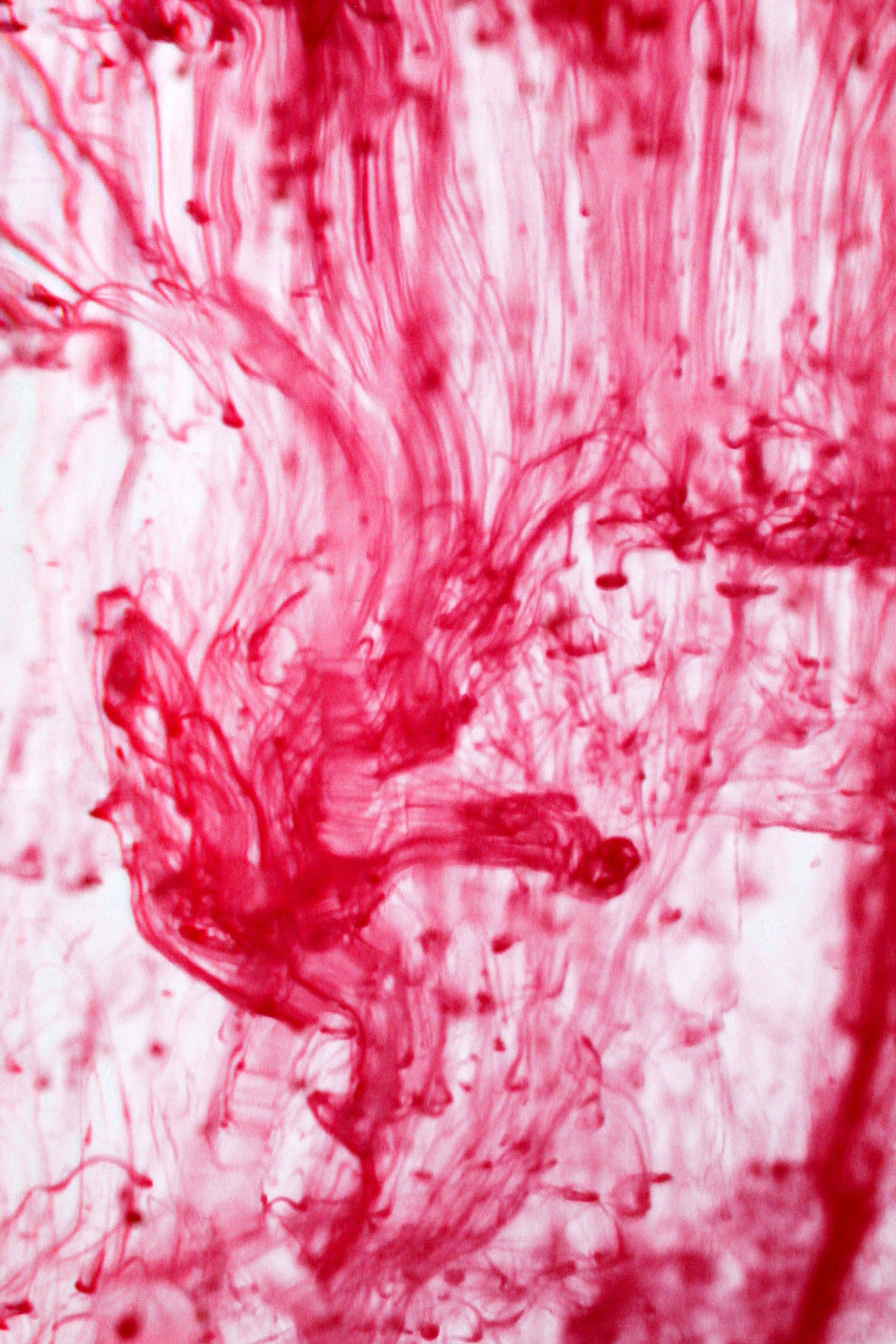 Fotomural Tinta roja viva que gira bajo el agua creando patrones abstractos y artísticos.