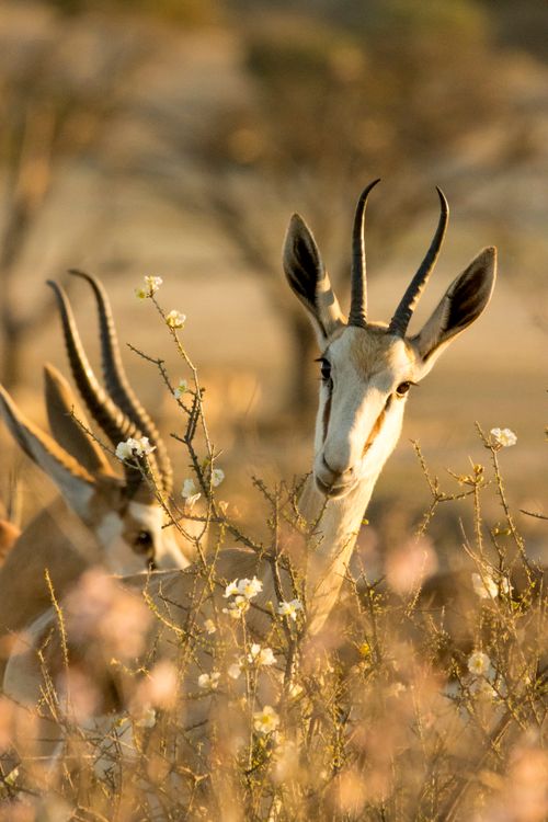 Free Close-up of springbok antelopes in their natural habitat, blending with wildflowers. Stock Photo