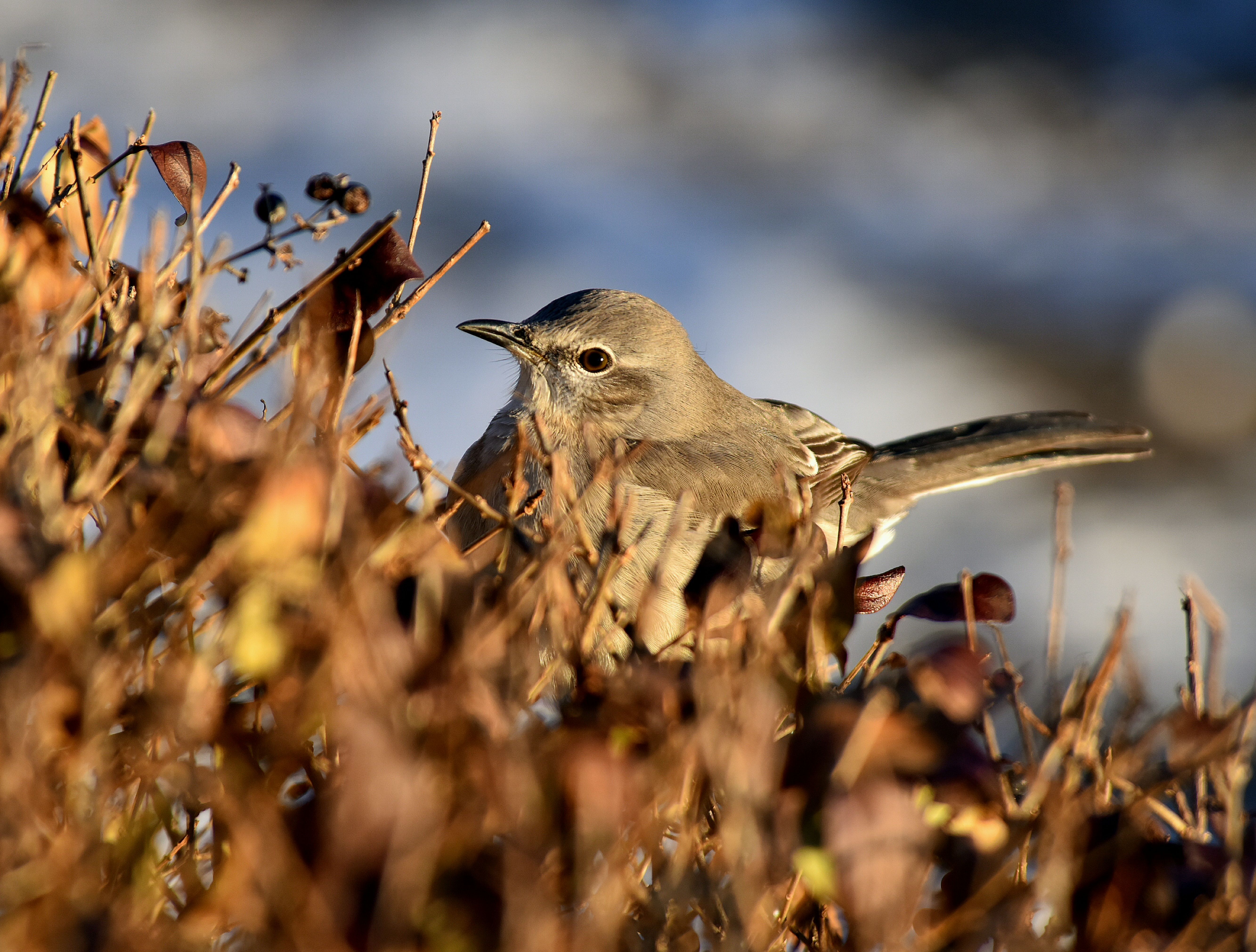 Close-up of a Northern Mockingbird in Natural Habitat · Free Stock Photo