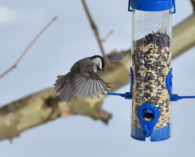 Black Capped Chickadee Diet and Backyard Habitat Tips