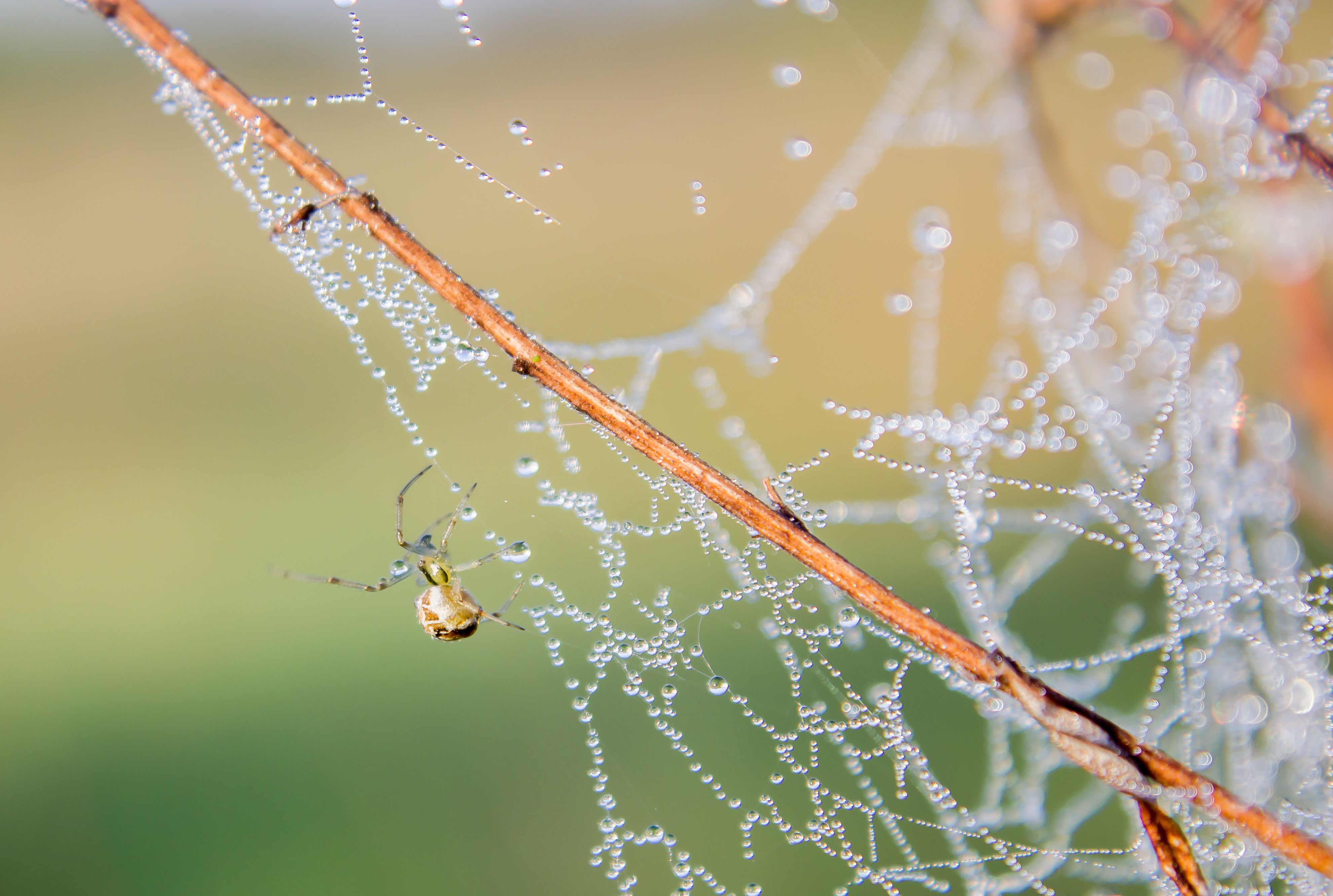 Macro Shot of Spider on Dewy Web · Free Stock Photo