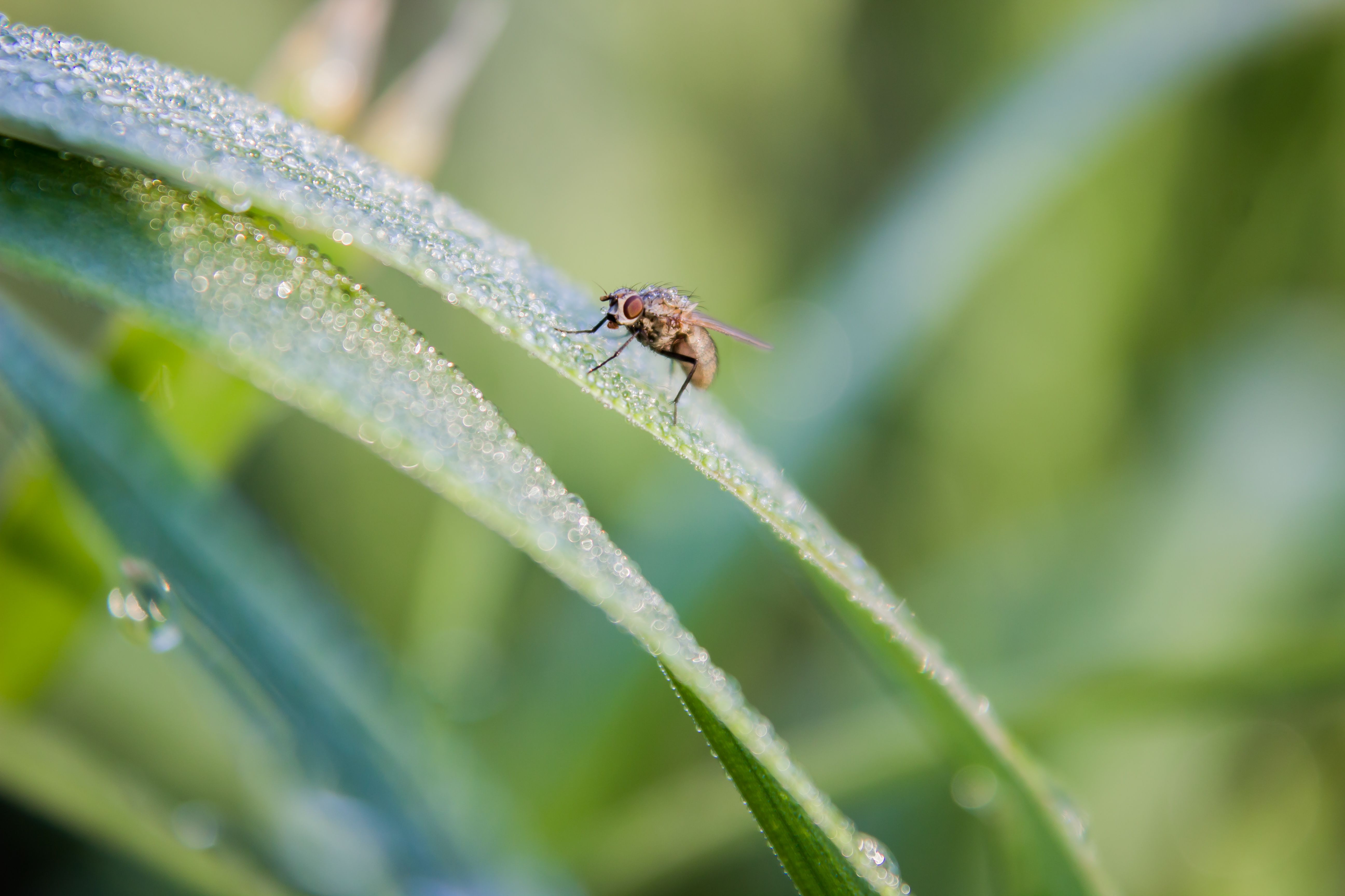 Macro Shot of Fly on Dewy Grass Blade · Free Stock Photo