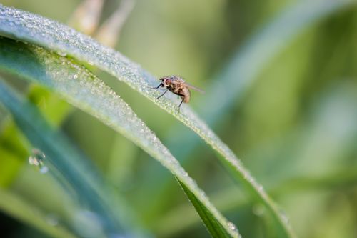 Free Detailed macro photograph of a fly on a dewy grass blade in a natural setting. Stock Photo