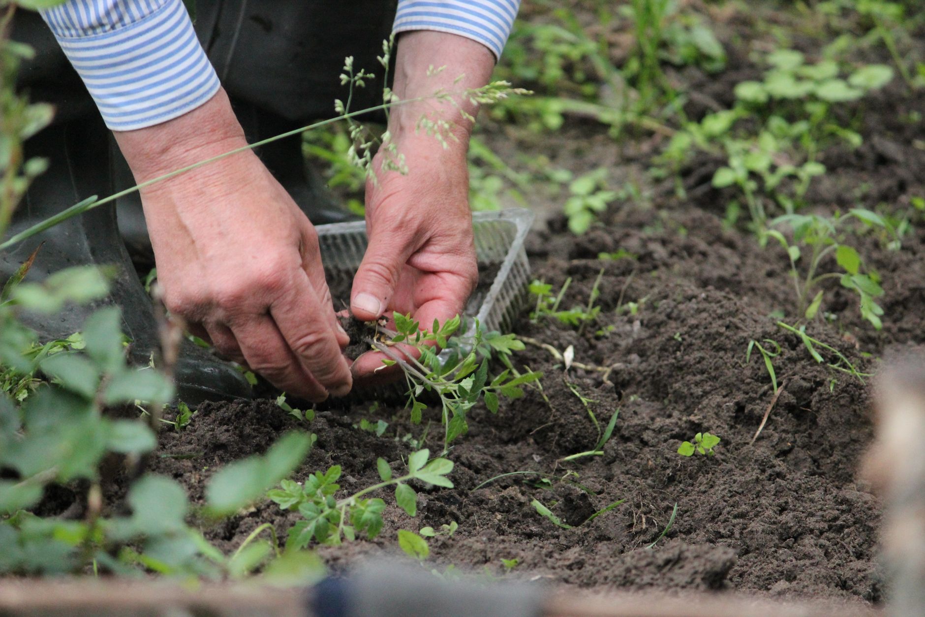 gardening image