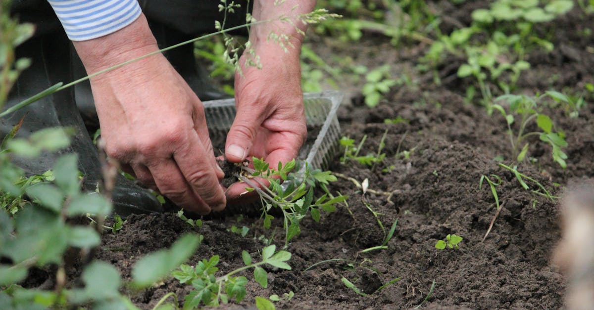 A small hand trowel digging into rich soil in a vegetable garden.