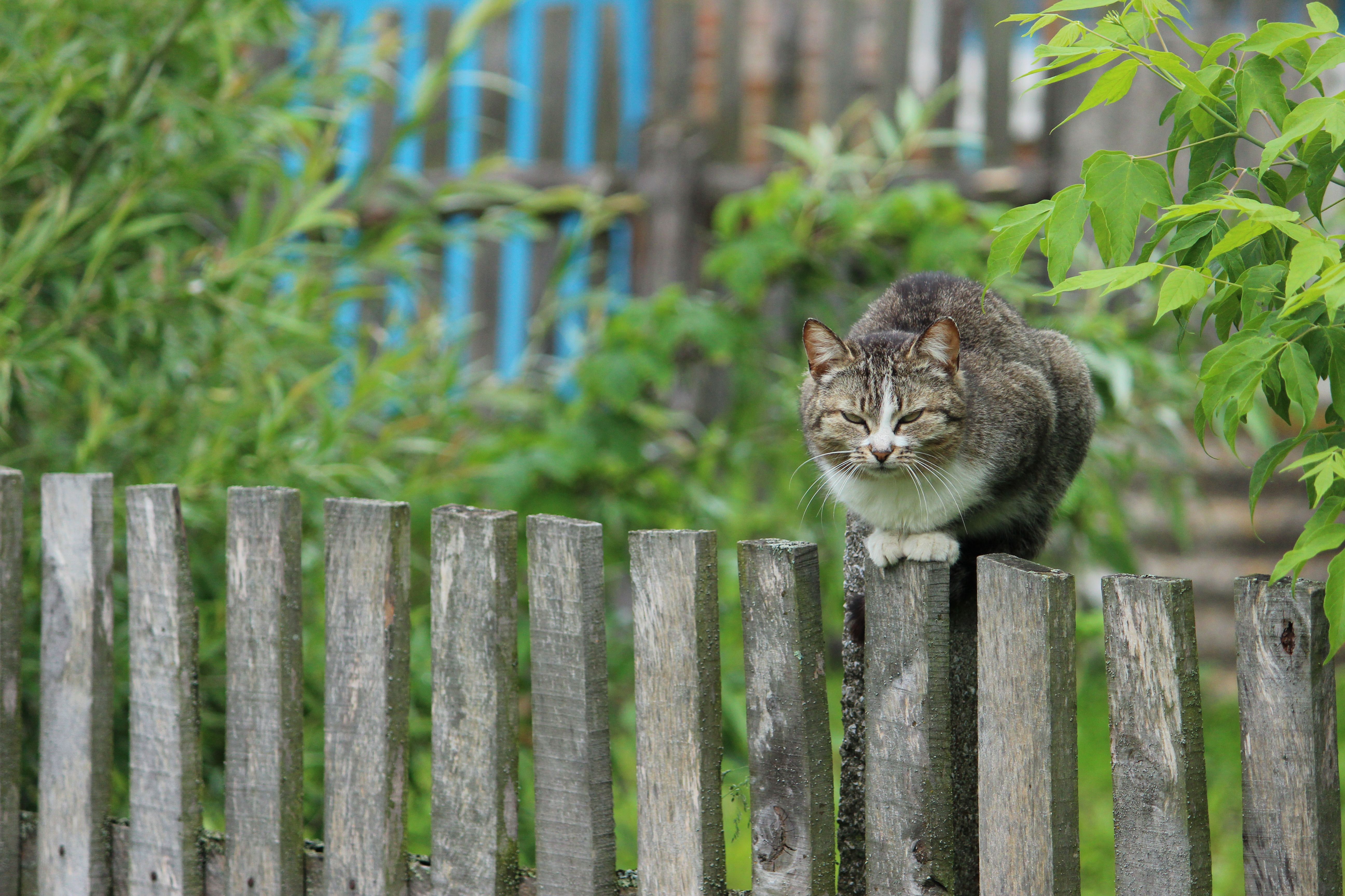 Cat Balancing on Rustic Fence in Garden · Free Stock Photo