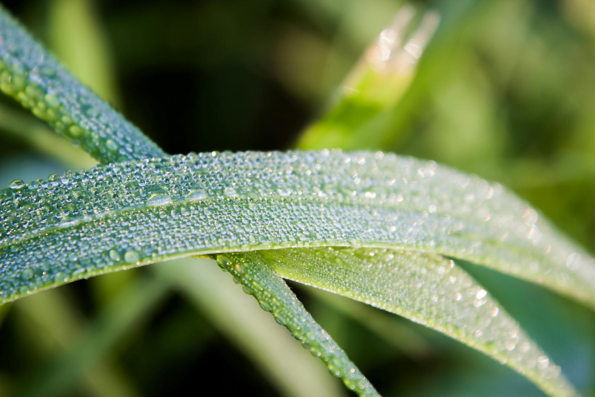 Close-up of dew on green grass blades in the early morning light.