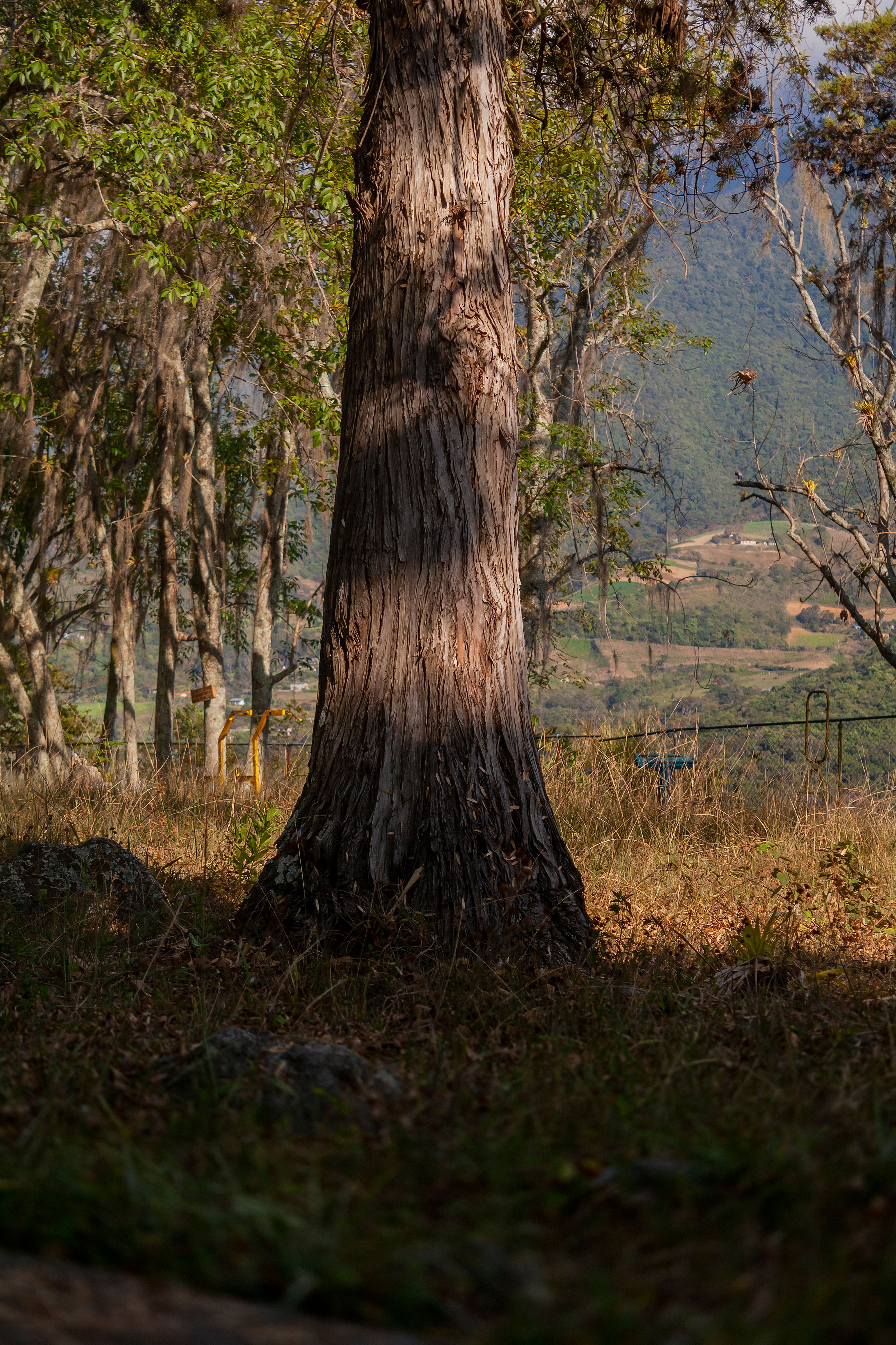Majestic Tree in Mérida's Autumn Landscape · Free Stock Photo