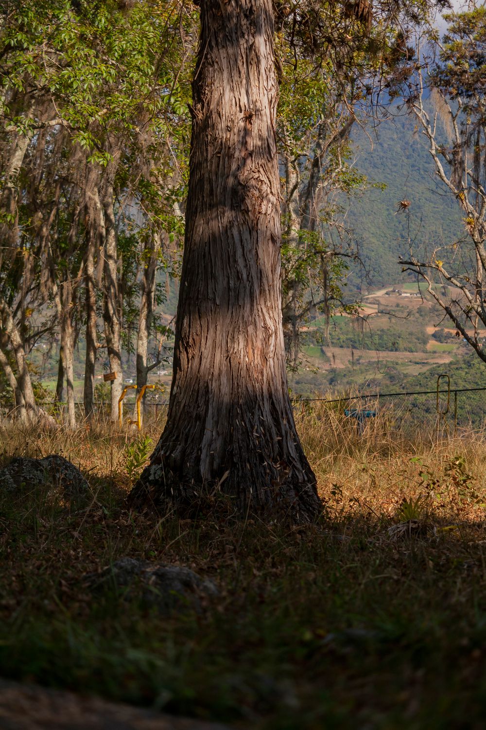 Majestic Tree in Mérida's Autumn Landscape · Free Stock Photo