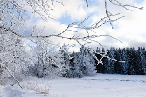 First Frost: Nature’s Signal That Winter Is Near