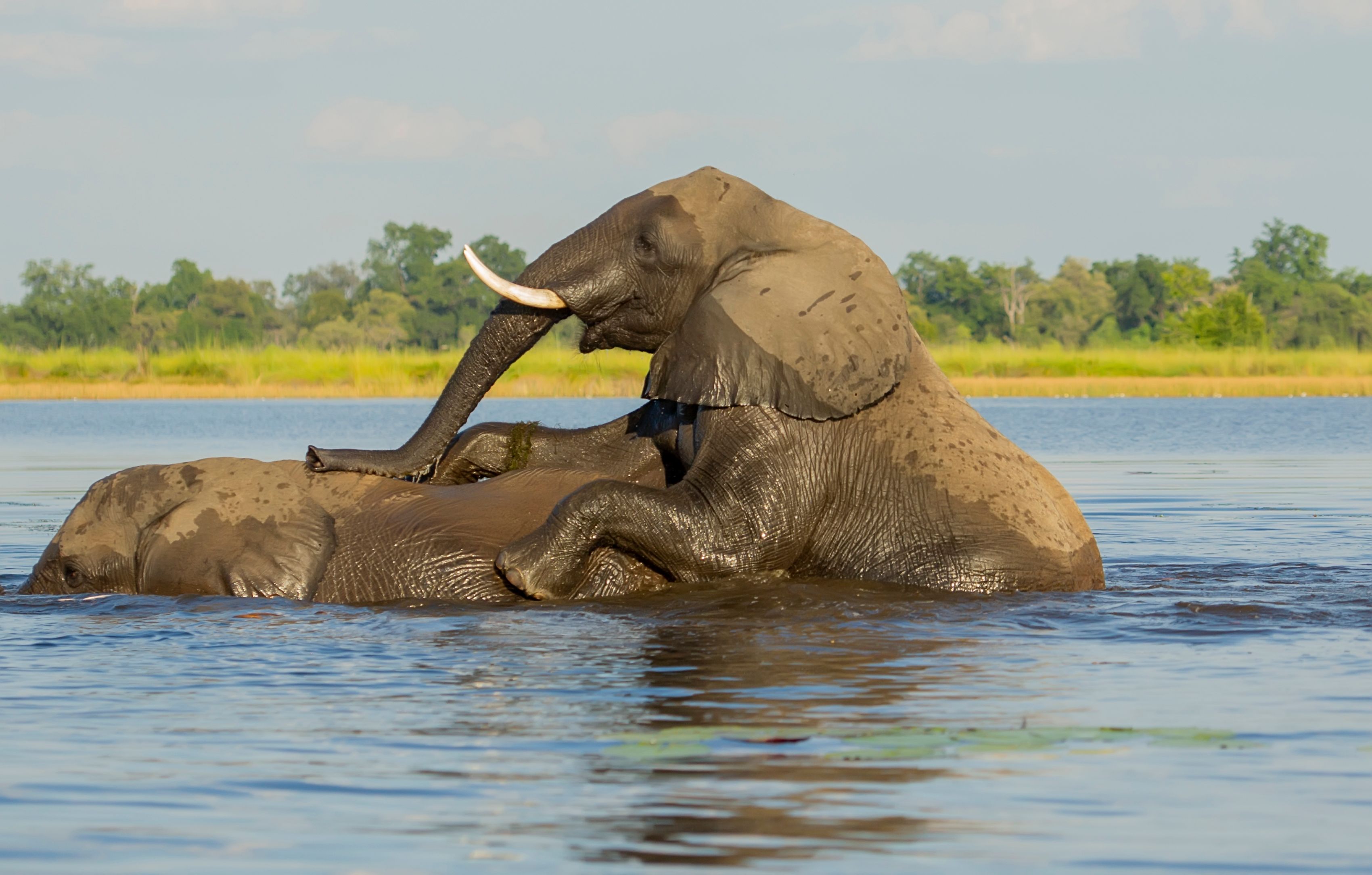 Two African elephants playfully bathing in a river on a sunny day, surrounded by lush greenery.