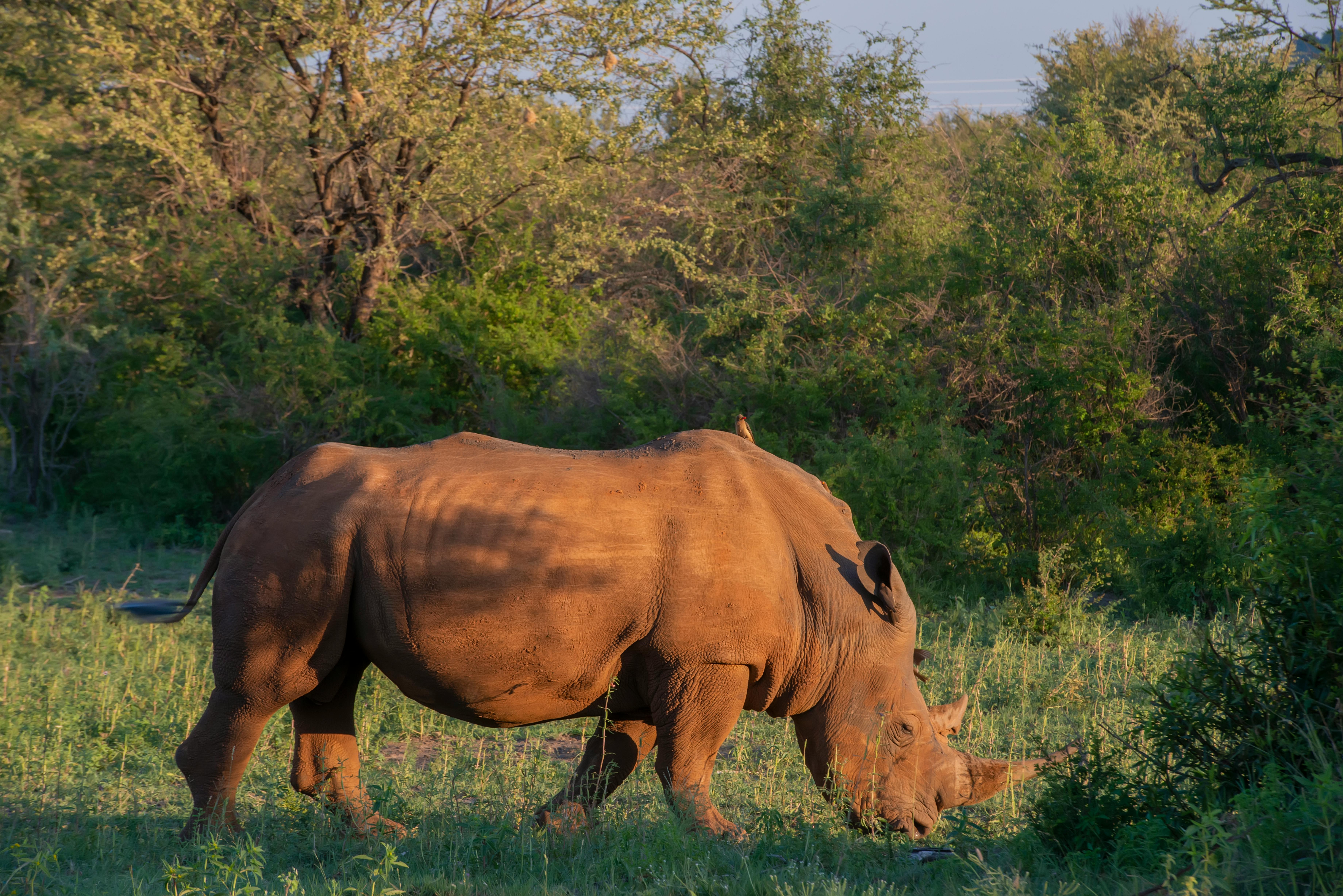 Gratuit Photos gratuites de afrique, animal sauvage, animal terrestre Photos